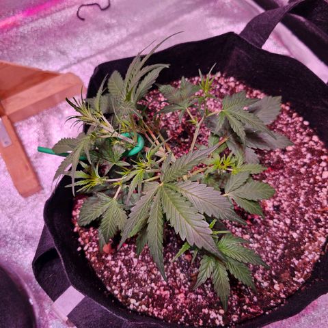 Illuminato #57 - Blood Orange Haze growlog timeline photo