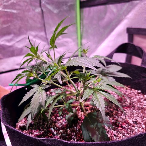 Illuminato #57 - Blood Orange Haze growlog timeline photo