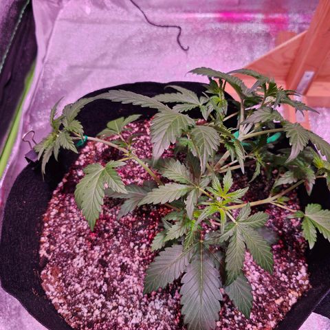 Forum Stomper growlog timeline photo