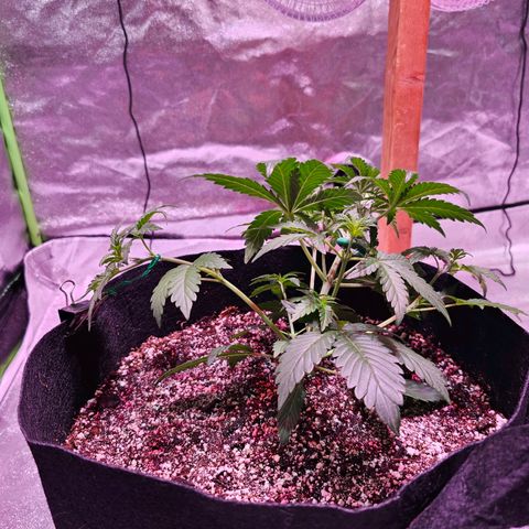 Forum Stomper growlog timeline photo