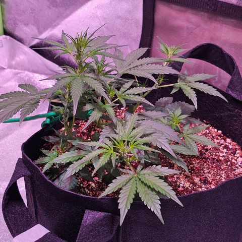 Illuminato #57 - Blood Orange Haze growlog timeline photo