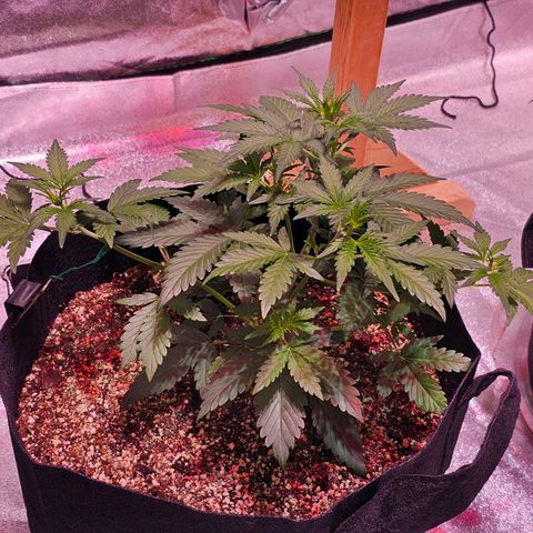Forum Stomper growlog timeline photo