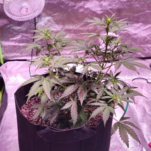 Forum Stomper growlog timeline photo