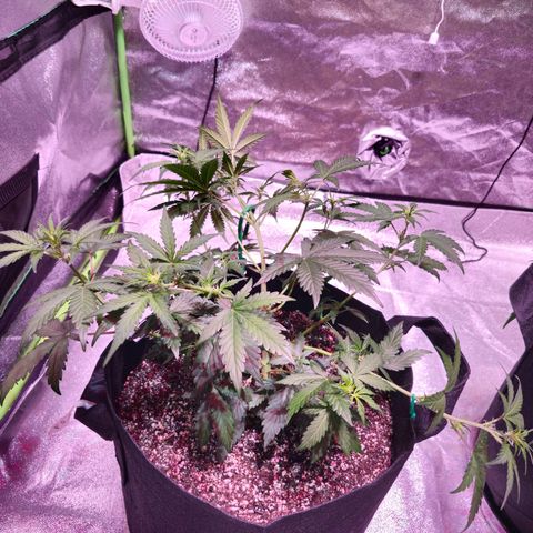 Forum Stomper growlog timeline photo