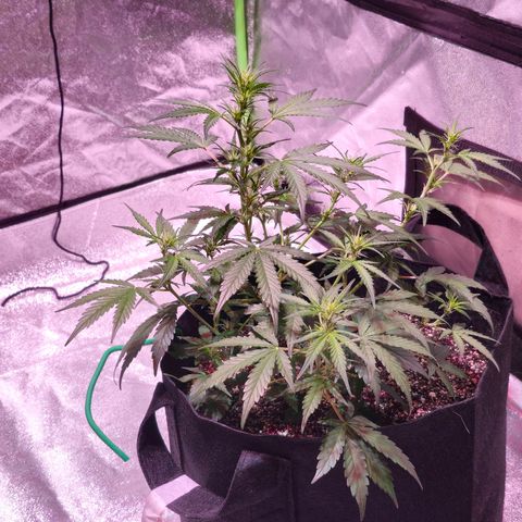 Illuminato #57 - Blood Orange Haze growlog timeline photo
