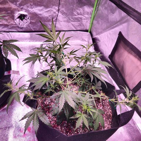 Illuminato #57 - Blood Orange Haze growlog timeline photo