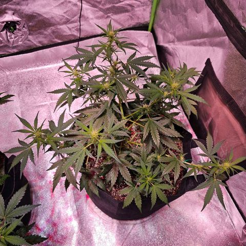 Illuminato #57 - Blood Orange Haze growlog timeline photo