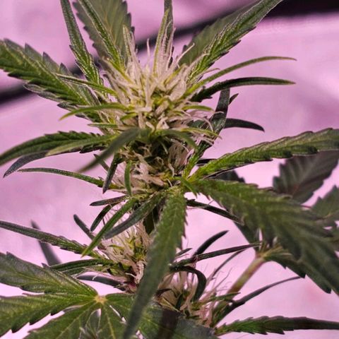 Illuminato #57 - Blood Orange Haze growlog timeline photo