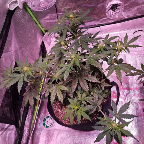 Forum Stomper growlog timeline photo