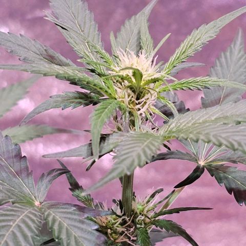 Forum Stomper growlog timeline photo