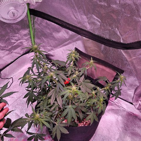 Illuminato #57 - Blood Orange Haze growlog timeline photo