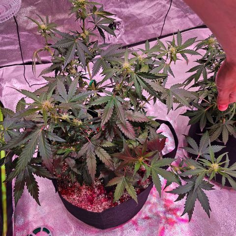 Forum Stomper growlog timeline photo