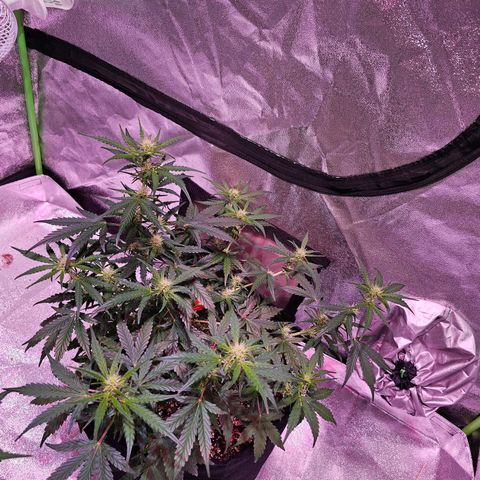 Illuminato #57 - Blood Orange Haze growlog timeline photo