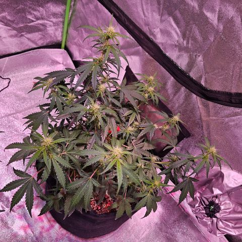 Illuminato #57 - Blood Orange Haze growlog timeline photo
