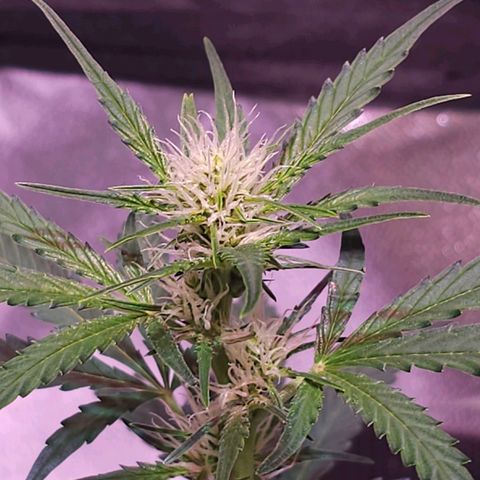 Illuminato #57 - Blood Orange Haze growlog timeline photo