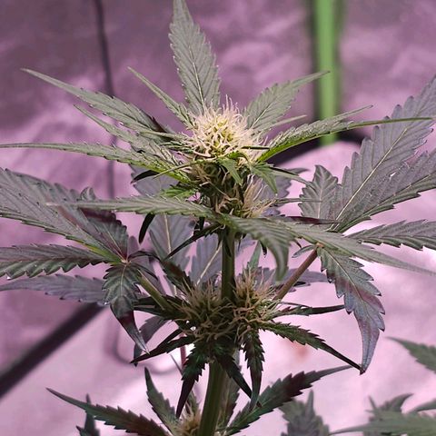 Forum Stomper growlog timeline photo