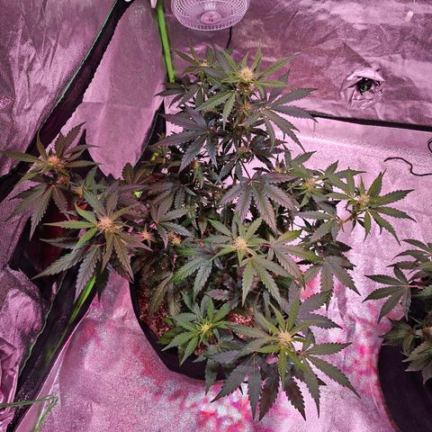 Forum Stomper growlog timeline photo