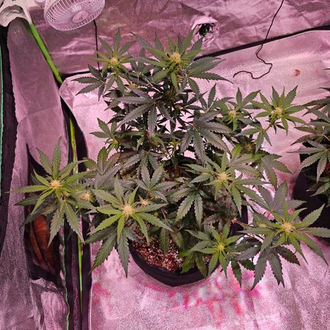 Forum Stomper growlog timeline photo