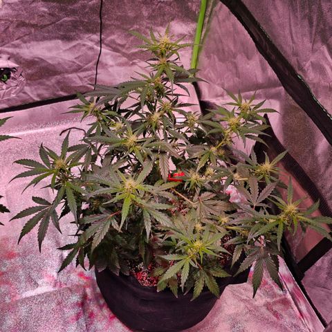 Illuminato #57 - Blood Orange Haze growlog timeline photo
