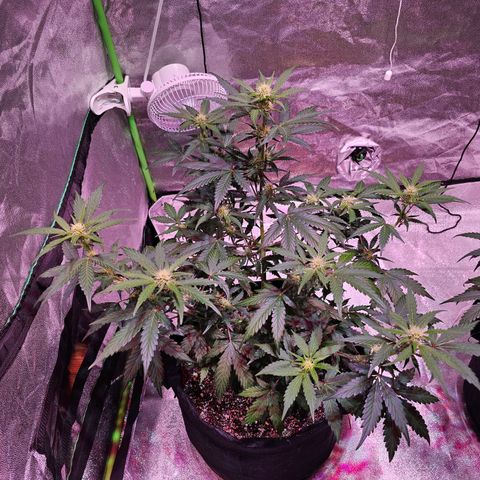 Forum Stomper growlog timeline photo