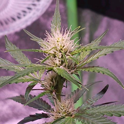 Illuminato #57 - Blood Orange Haze growlog timeline photo