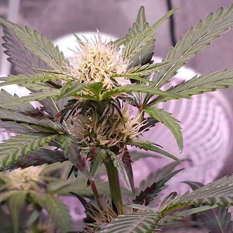 Forum Stomper growlog timeline photo