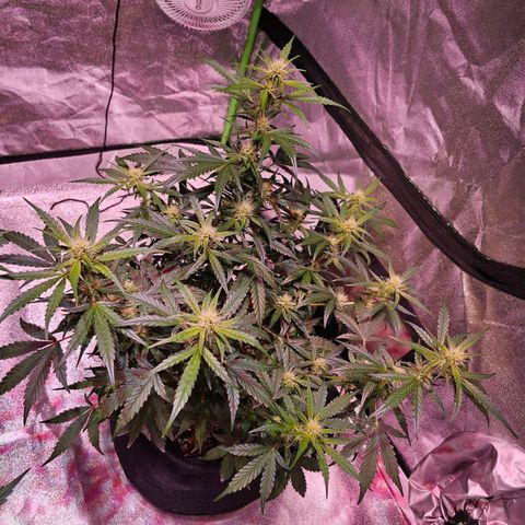 Illuminato #57 - Blood Orange Haze growlog timeline photo