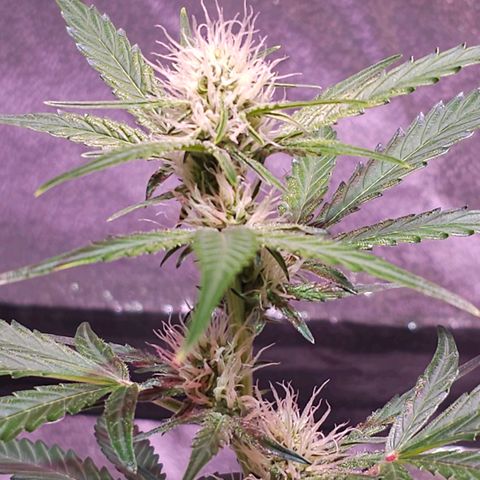 Illuminato #57 - Blood Orange Haze growlog timeline photo