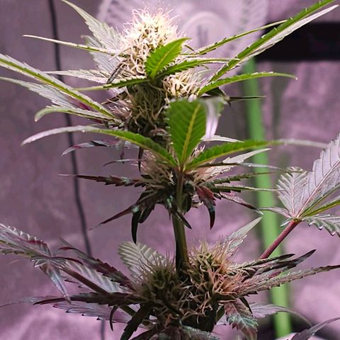 Forum Stomper growlog timeline photo