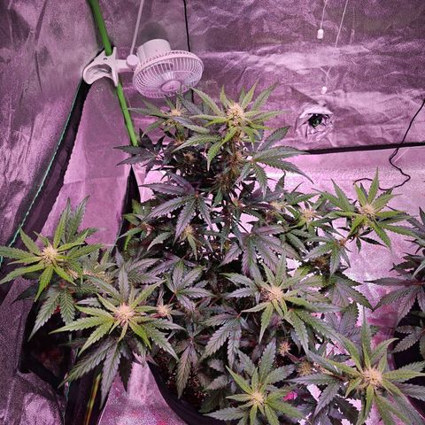Forum Stomper growlog timeline photo