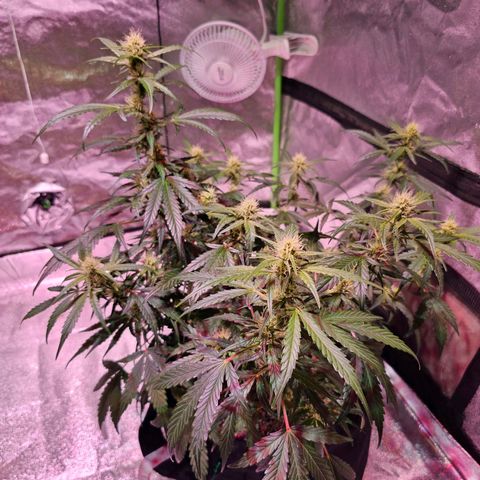 Illuminato #57 - Blood Orange Haze growlog timeline photo