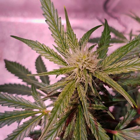 Illuminato #57 - Blood Orange Haze growlog timeline photo