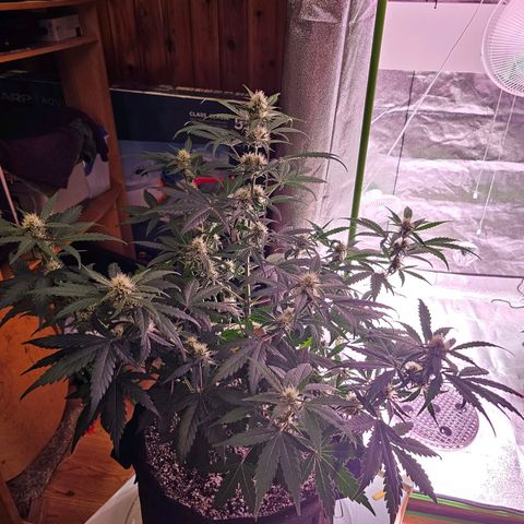 Forum Stomper growlog timeline photo