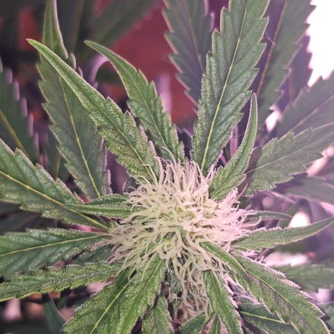 Forum Stomper growlog timeline photo