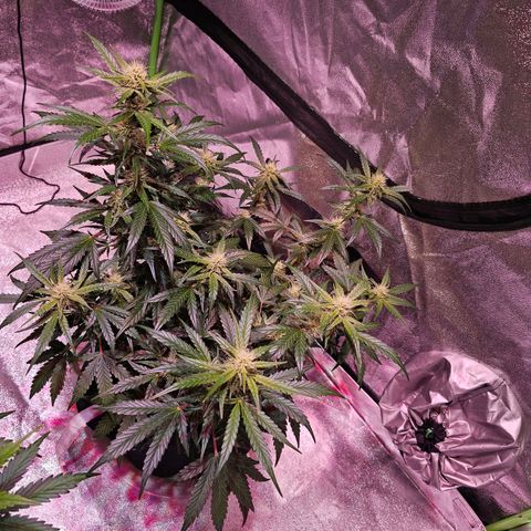 Illuminato #57 - Blood Orange Haze growlog timeline photo