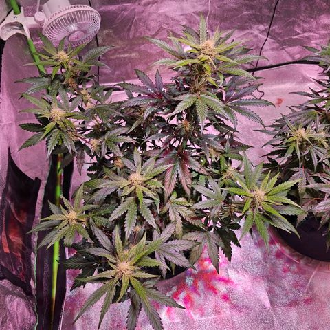 Forum Stomper growlog timeline photo