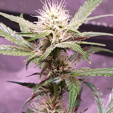 Illuminato #57 - Blood Orange Haze growlog timeline photo