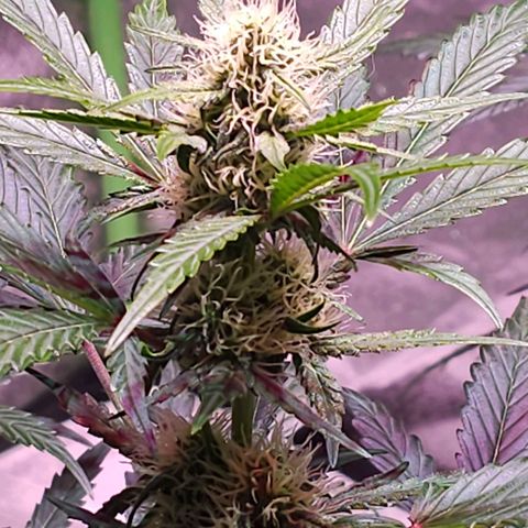 Forum Stomper growlog timeline photo