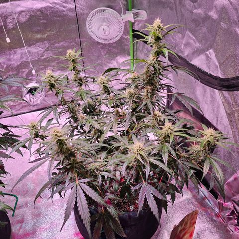 Illuminato #57 - Blood Orange Haze growlog timeline photo