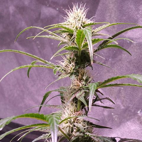 Illuminato #57 - Blood Orange Haze growlog timeline photo