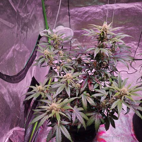 Forum Stomper growlog timeline photo