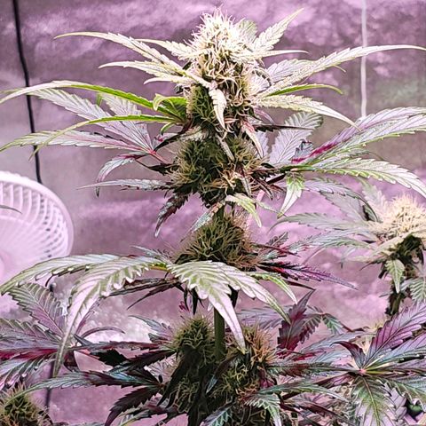 Forum Stomper growlog timeline photo
