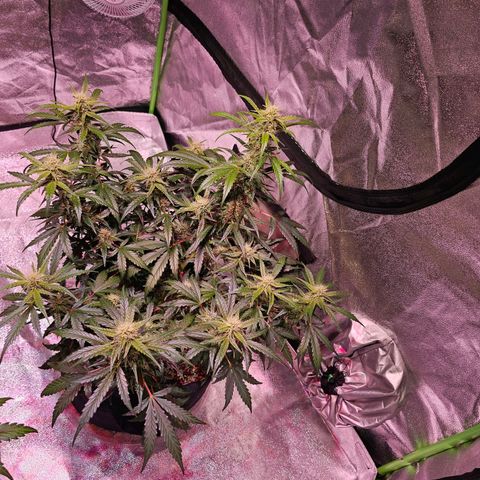 Illuminato #57 - Blood Orange Haze growlog timeline photo