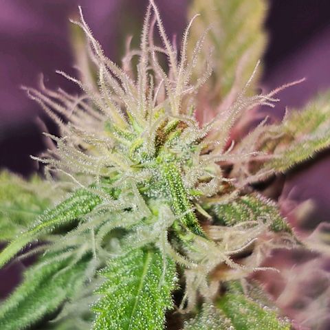 Illuminato #57 - Blood Orange Haze growlog timeline photo