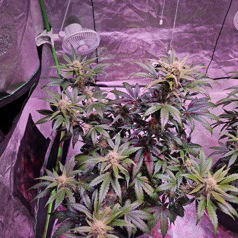 Forum Stomper growlog photo: First hint of colour change on fan leaves. Reddish purple hue