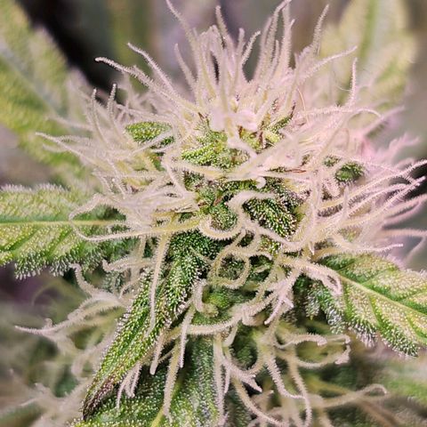 Forum Stomper growlog photo: First hint of colour change on fan leaves. Reddish purple hue
