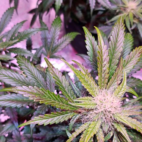 Forum Stomper growlog photo: First hint of colour change on fan leaves. Reddish purple hue
