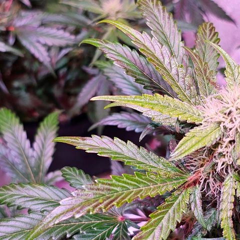 Forum Stomper growlog photo: First hint of colour change on fan leaves. Reddish purple hue
