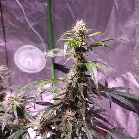 Illuminato #57 - Blood Orange Haze growlog timeline photo