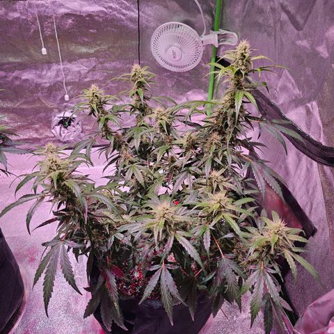 Illuminato #57 - Blood Orange Haze growlog timeline photo